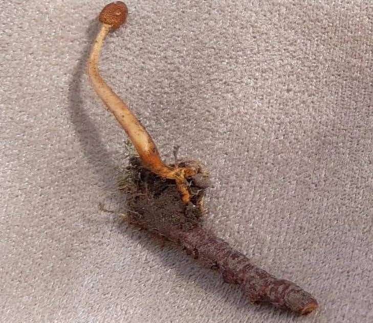 The 'Last of Us' mushroom had used a moth larva as a host. Picture: Dane Valley Woods