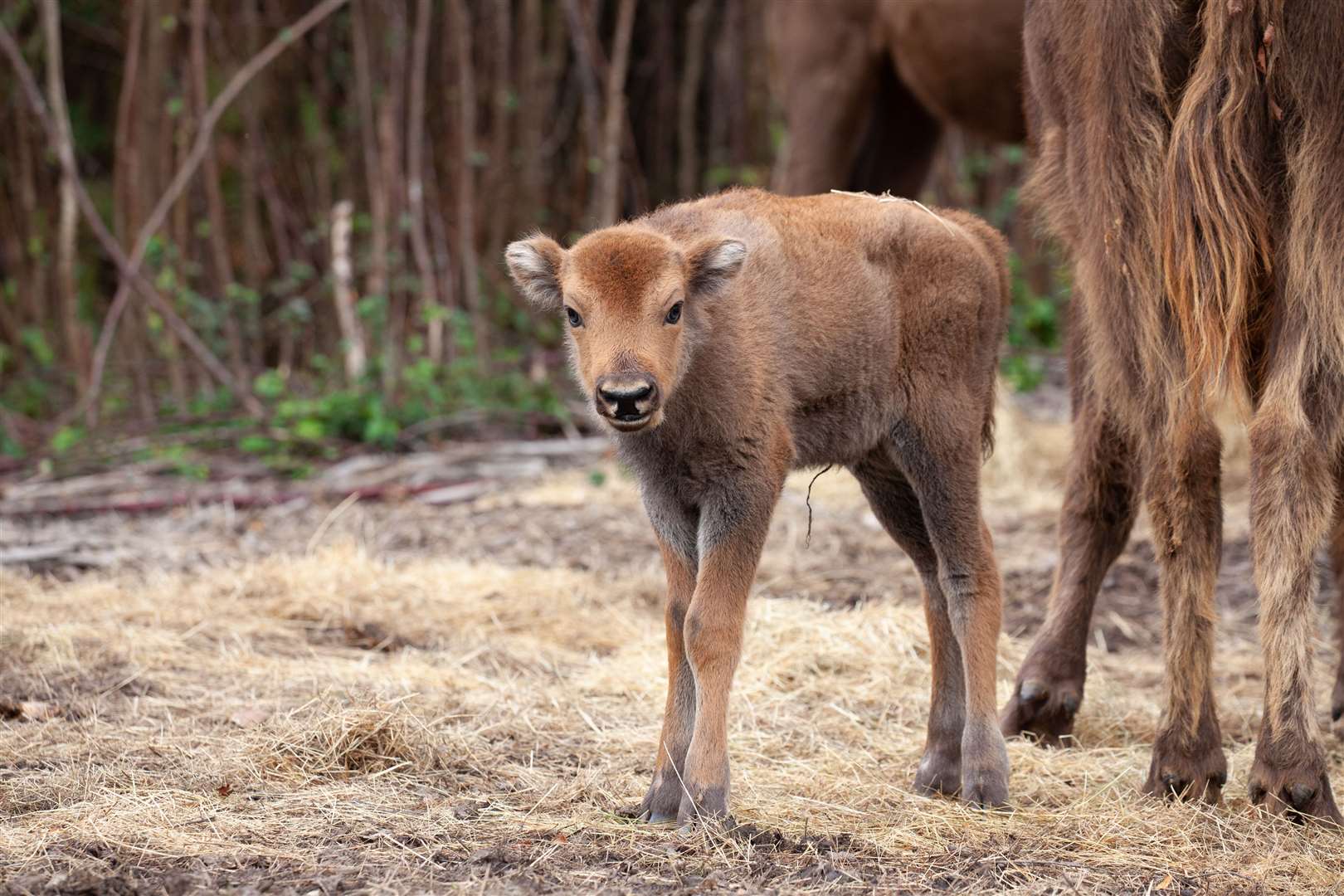 The female bison calf at West Blean Woods between Canterbury and Herne Bay. Photo: Donovan Wright