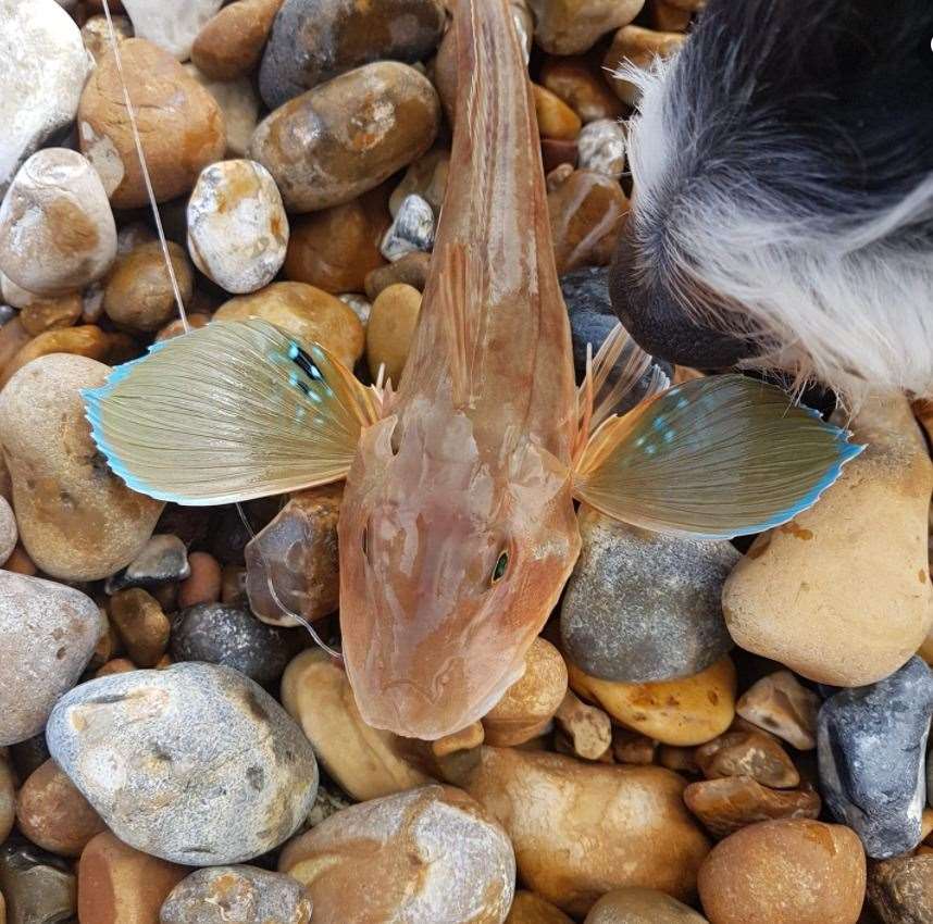 A gurnard fish caught by Harley D'Monte