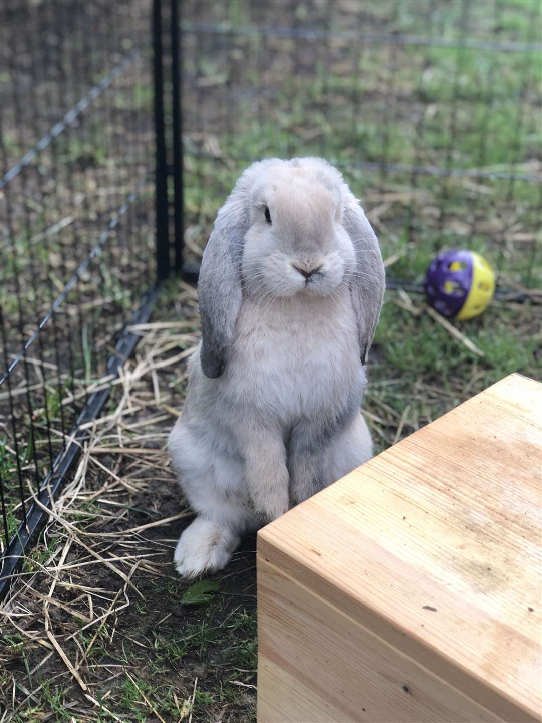 Bardot the French Lop Picture: @lopsofkent (47852973)