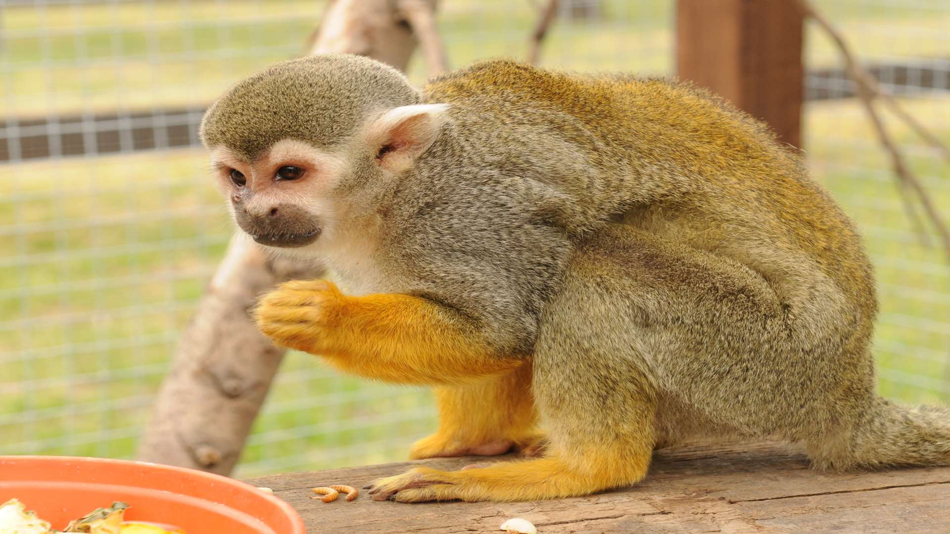 Bebe the Squirrel Monkey. Picture: Steve Crispe