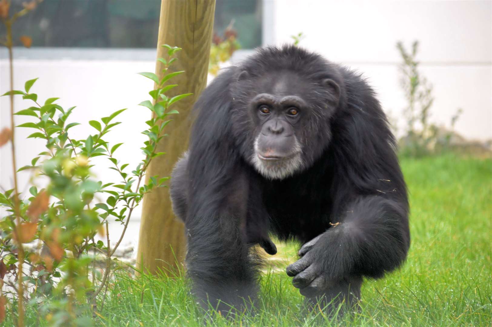 Say hello to the chimps at Wingham Wildlife Park