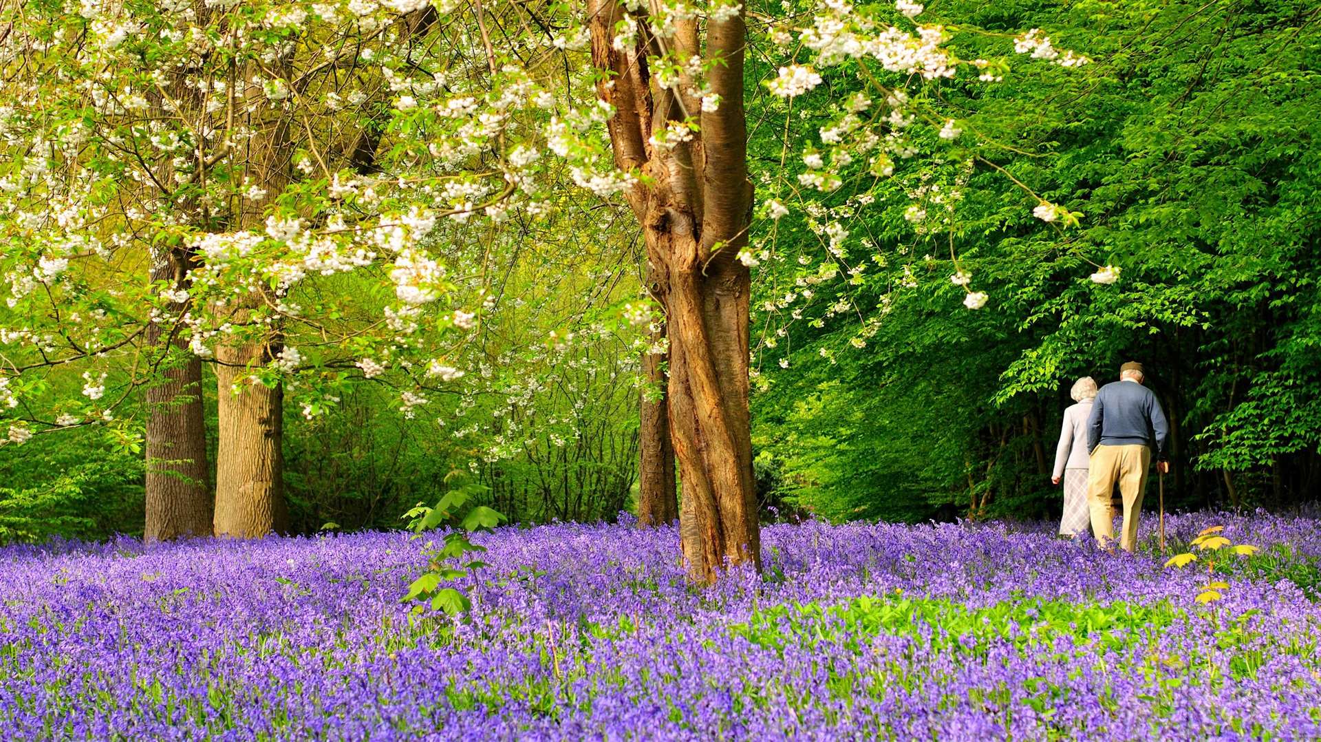Hole Park’s Bluebell Spectacular is one of the highlights of the season