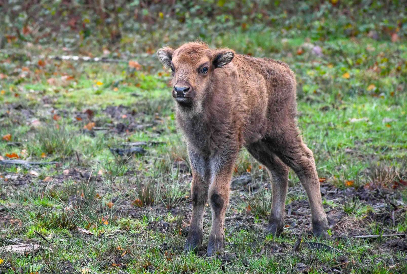 The new bison calf at West Blean and Thornden Woods near Canterbury. Picture: Tim Horton for Kent Wildlife Trust