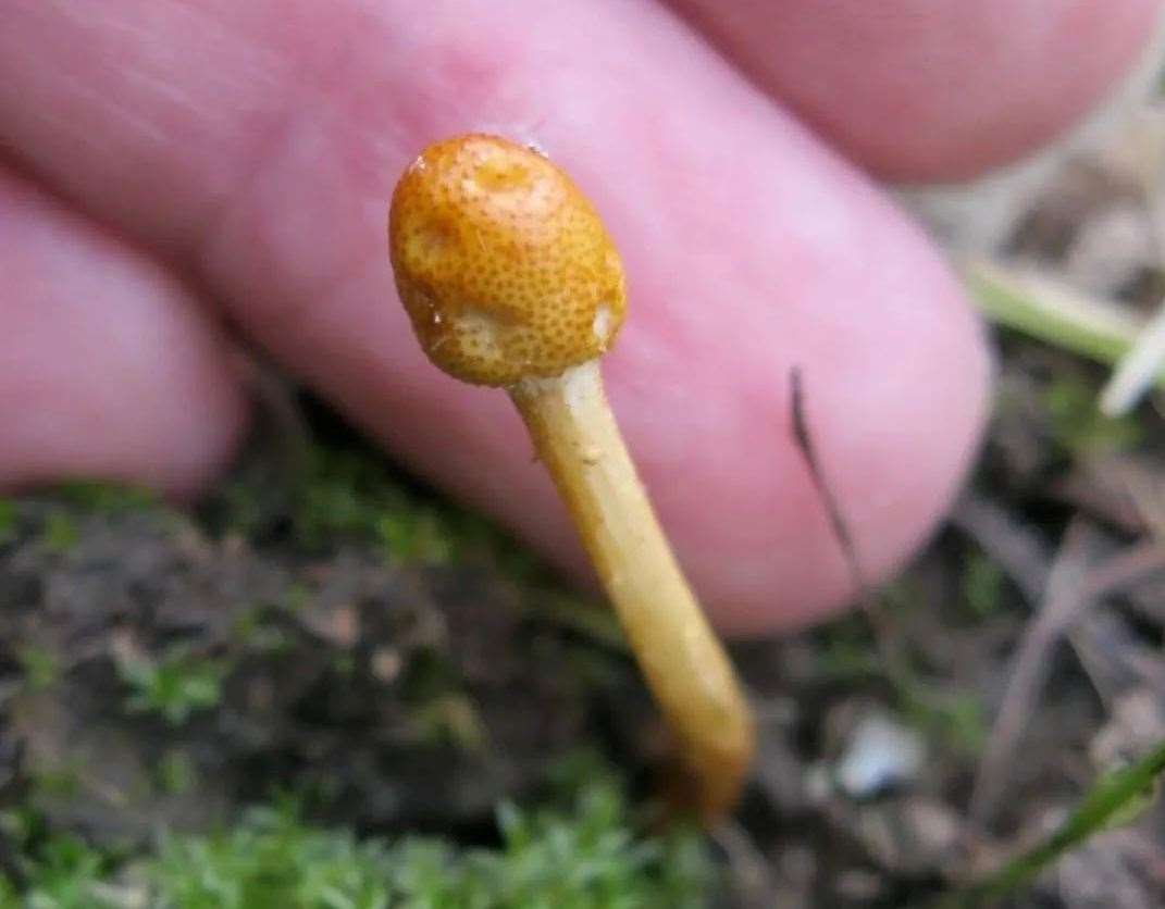 A volunteer found the rare fungus in Dane Valley Woods, Margate. Picture: Dane Valley Woods