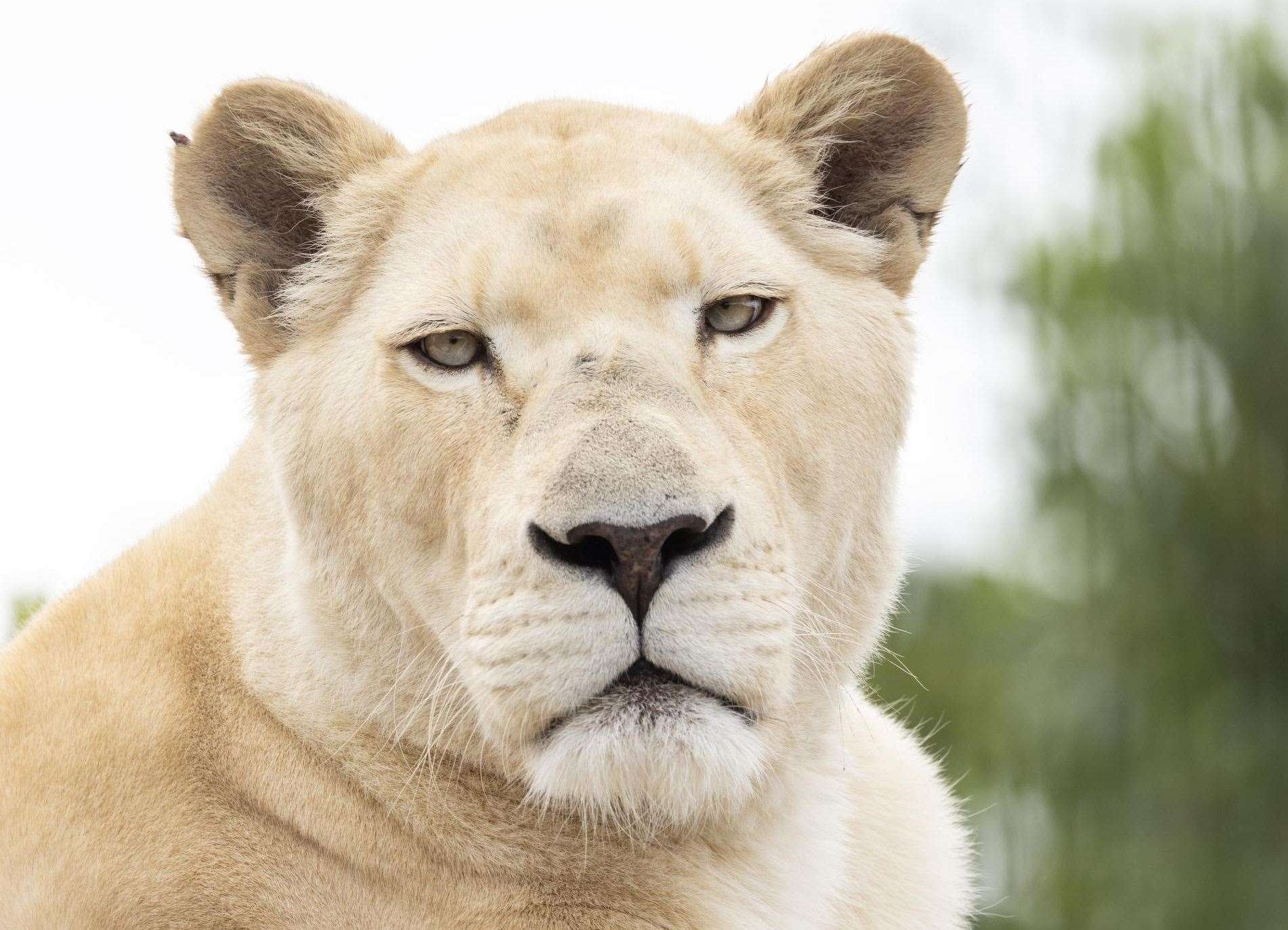 The Big Cat Sanctuary's white lioness Imara has died. Picture: The Big Cat Sanctuary