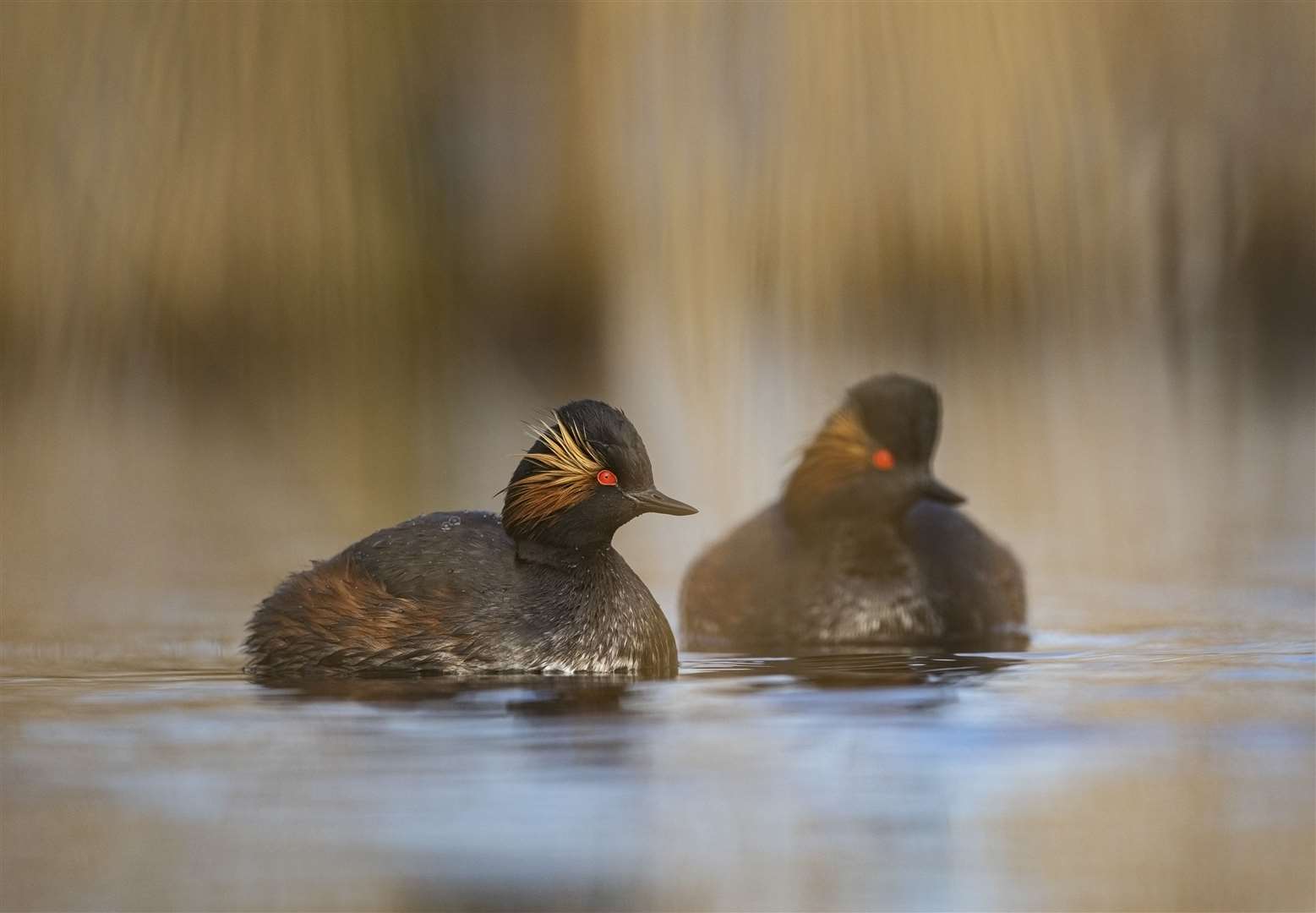 The Royal Society for the Protection of Birds said the black-necked grebe jumped in the number of breeding pairs in 2023 after conservation efforts (Ben Andrew/RSPB/PA)