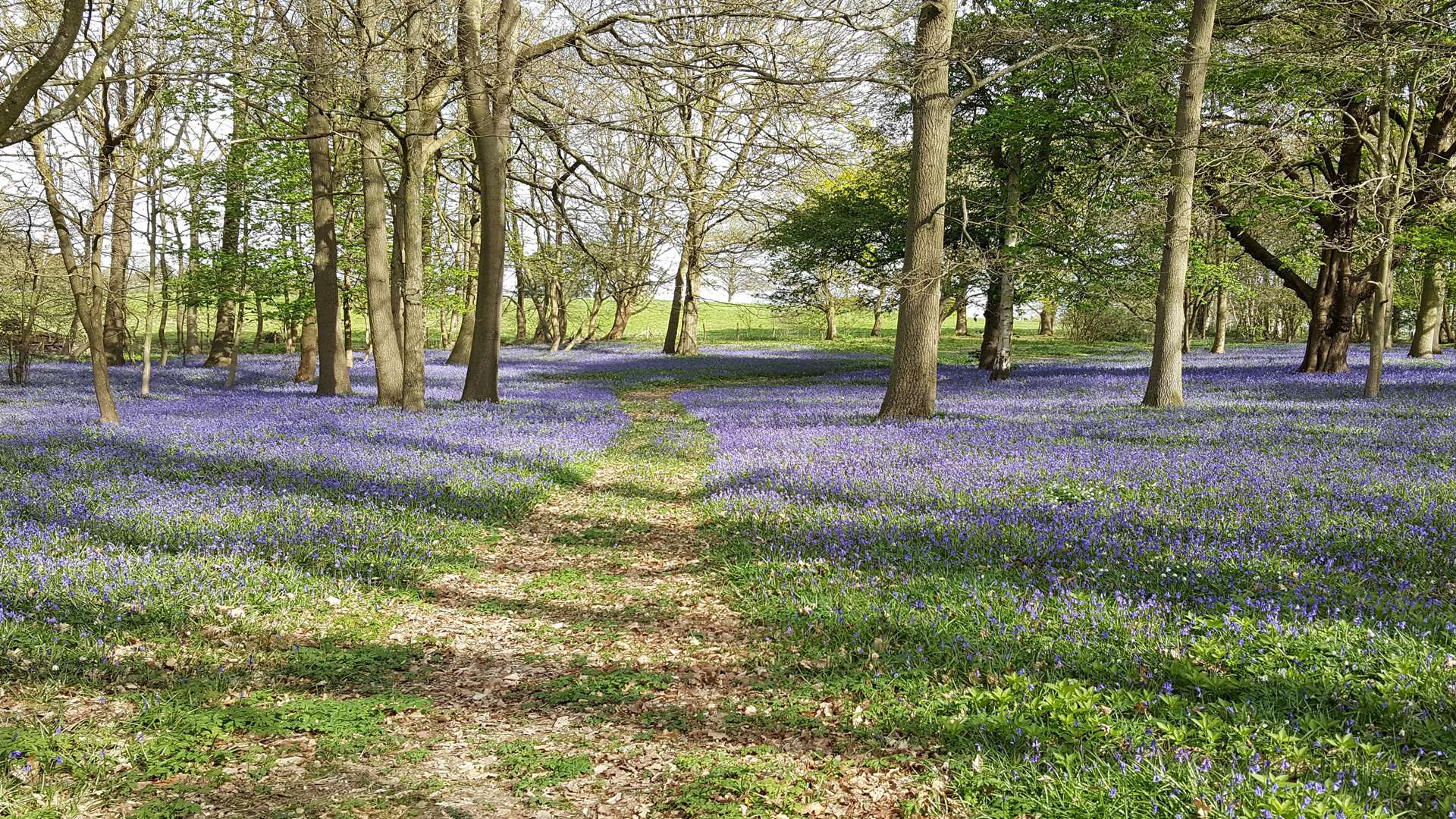 The bluebells at Great Maytham Hall