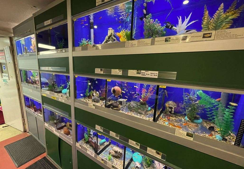 Some of the tropical fish on display in the Pet Shop in Sittingbourne High Street
