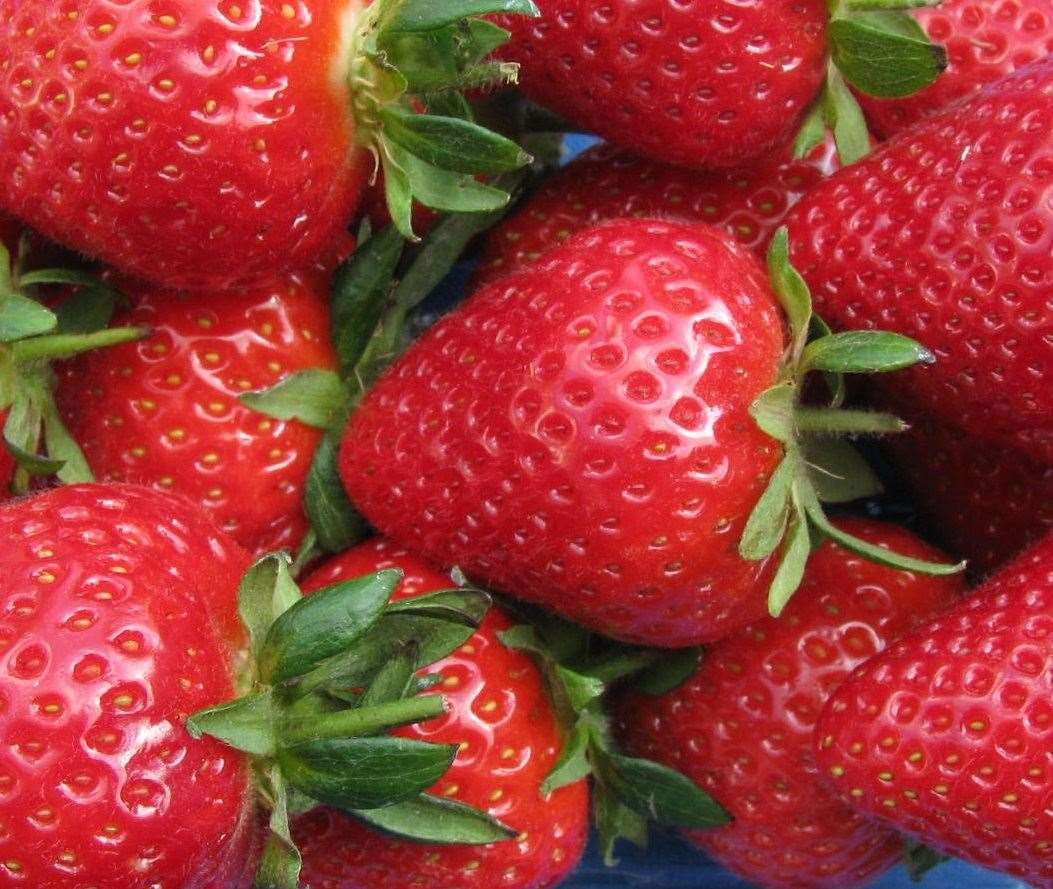Malling Centenary strawberries are one the research station's big successes