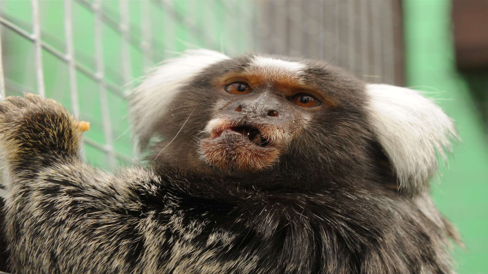 A marmoset monkey. Picture: Steve Crispe