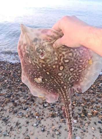 A thornback ray caught in North Kent by Michael Whibley