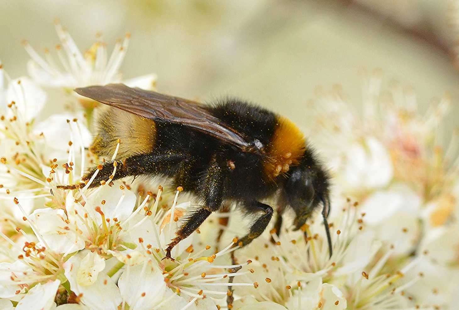 A SouthernCuckoo bumblebee queen