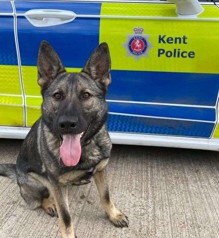 Police dog Ciara was on hand to help find the suspect. Picture: Kent Police