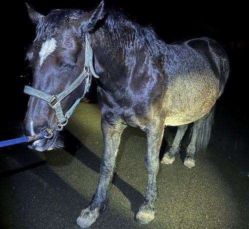The pregnant horse was running loose in Ewell Lane, West Farleigh. Picture: Kent Police