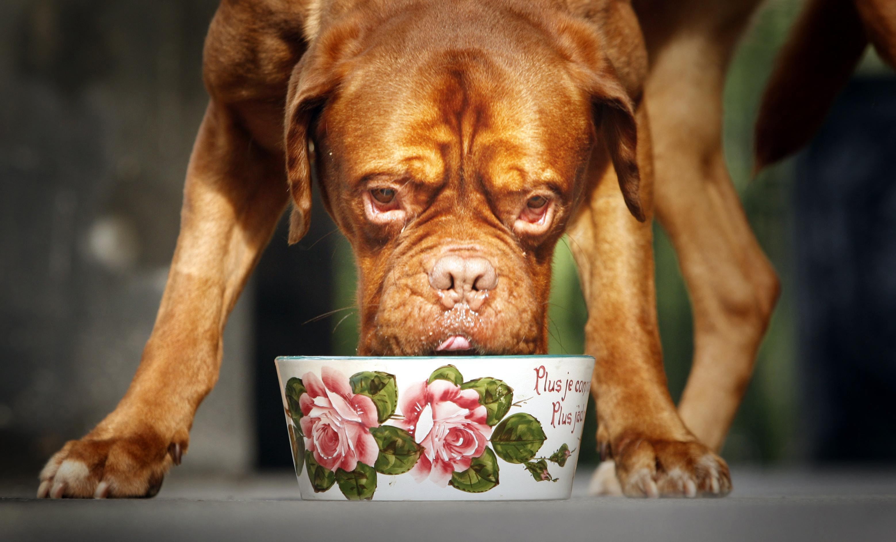 Vegan diets may be linked to better health in dogs, study suggests