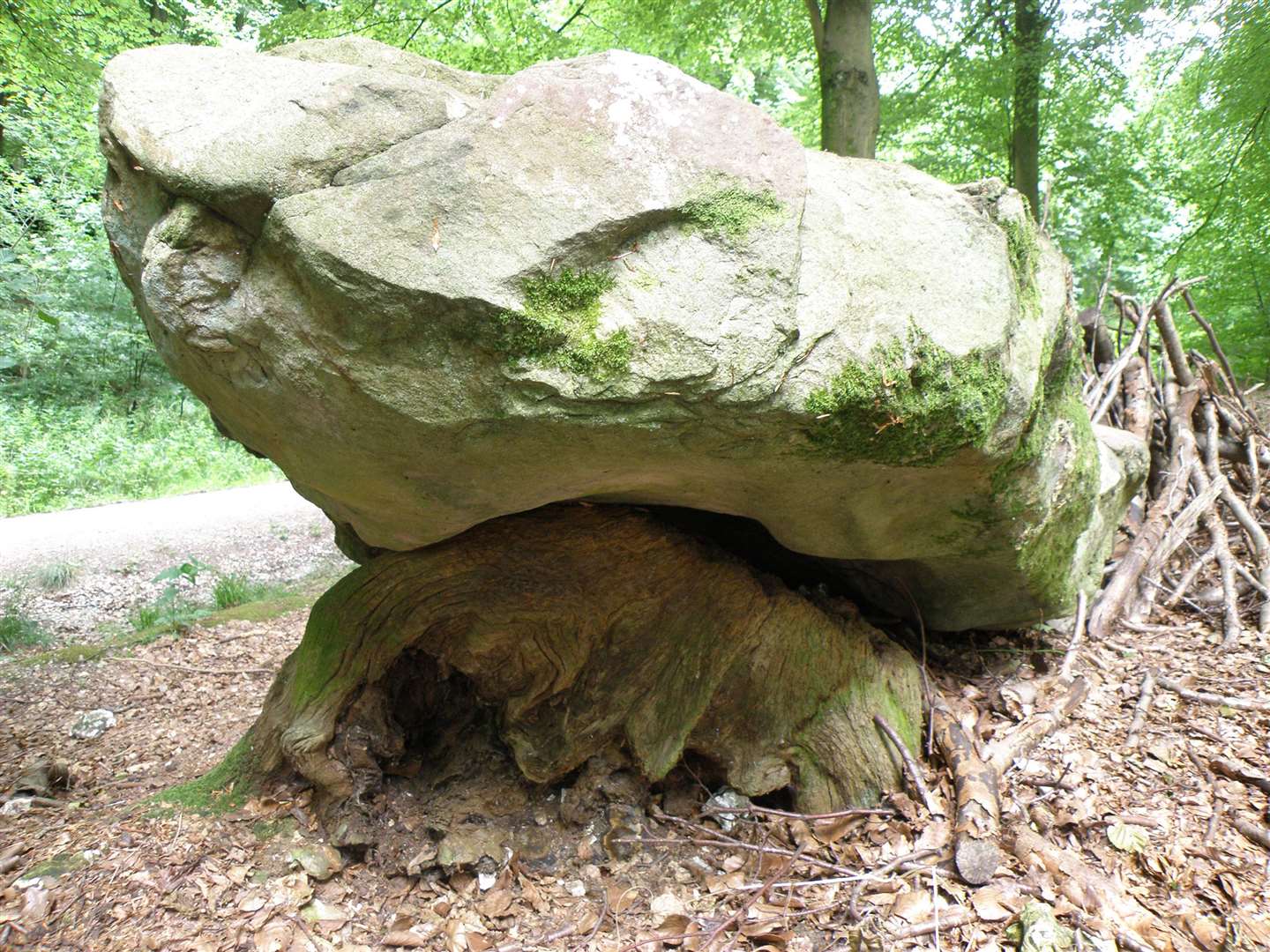 A large sarsen stone at West Woods, the probable source area for most sarsens used to construct Stonehenge (Katy Whitaker/Historic England/University of Reading/PA)