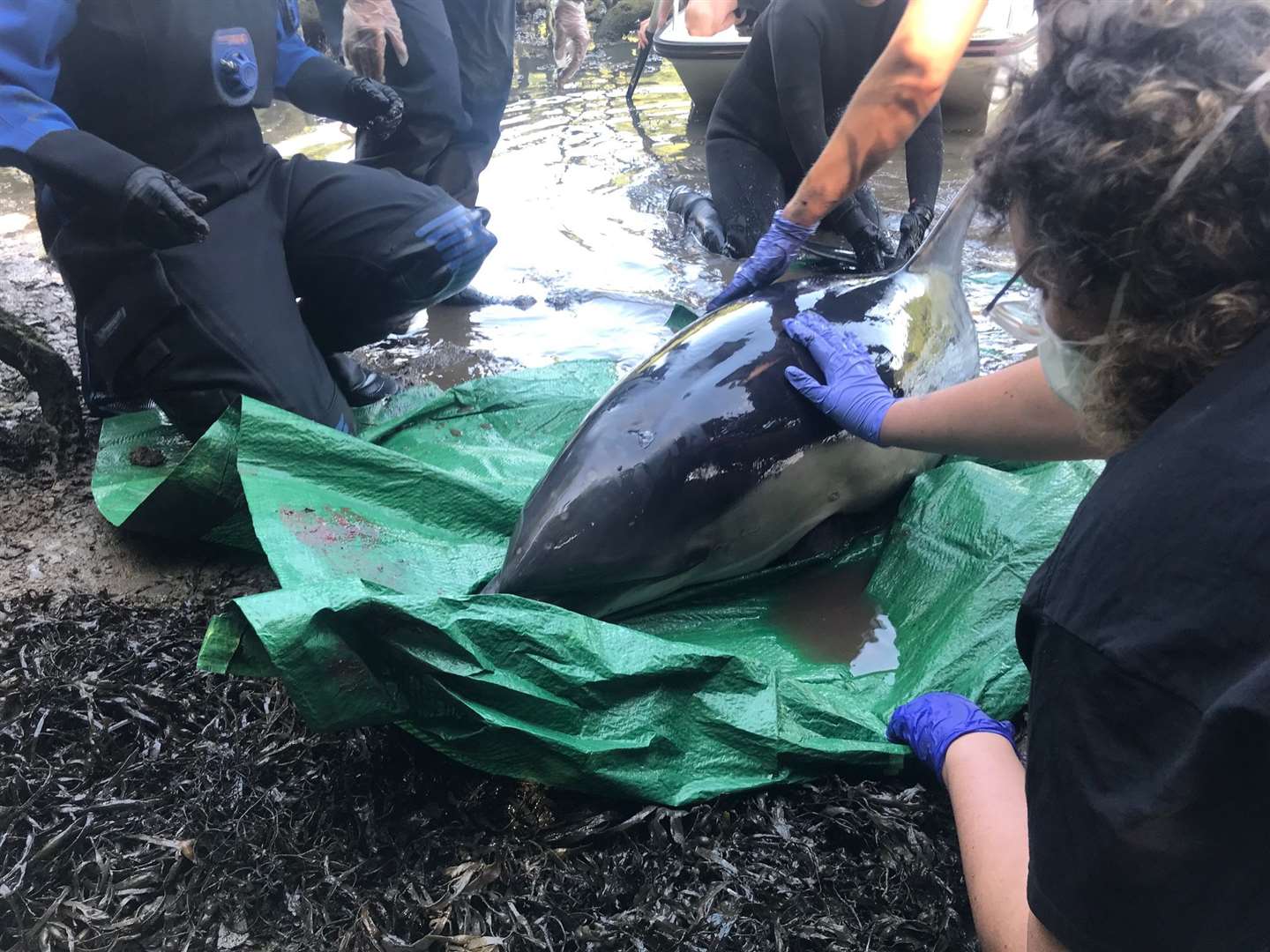 The common dolphin was rescued from Mawgan Creek after becoming stranded (Dan Jarvis/PA)