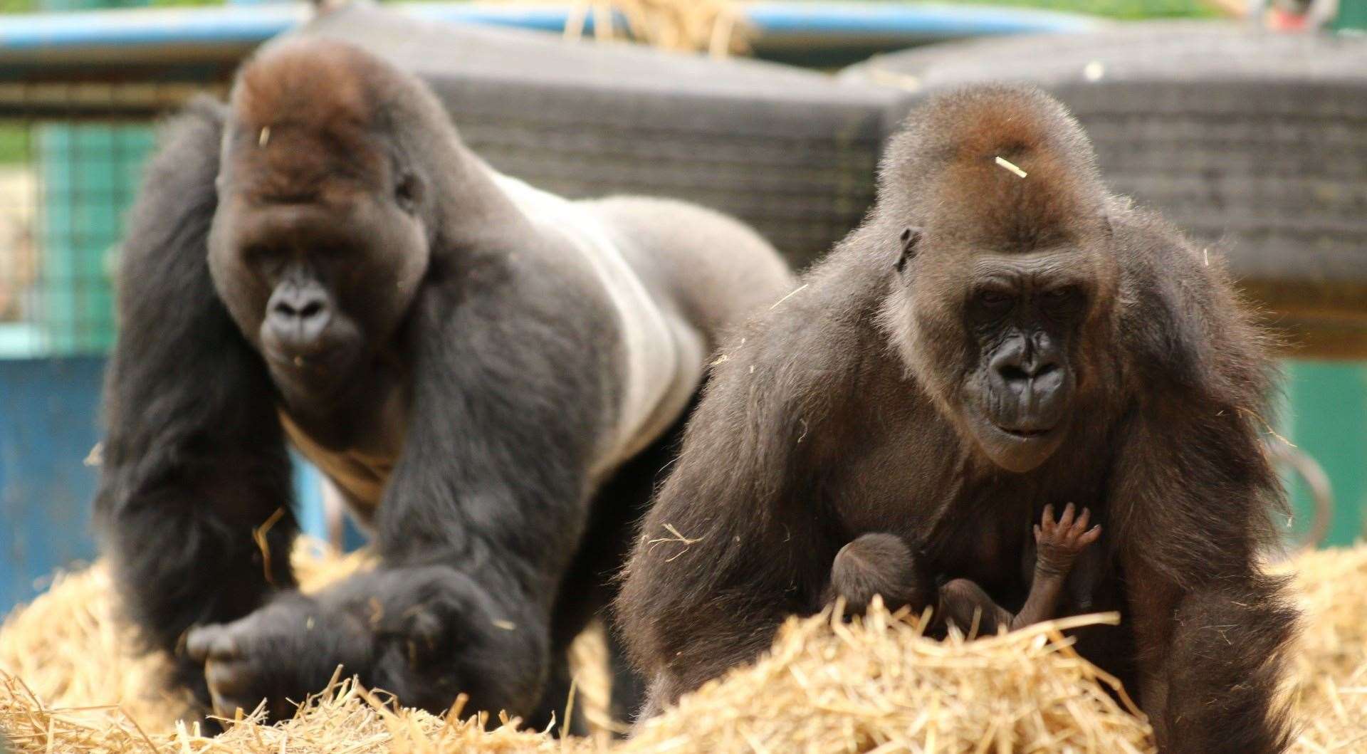 Meet the family of western lowland gorillas with a family ticket to Howletts Wild Animal Park. Picture: Howletts