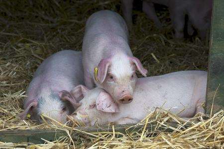 Kent County Show 2011, Detling Showground