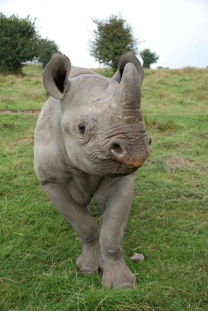 Zambezi was born and raised at Port Lympne