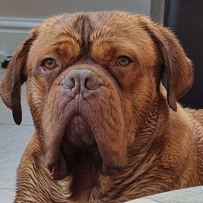 Zeus the Dogue de Bordeaux Picture: @zeus_n_luna_dogue