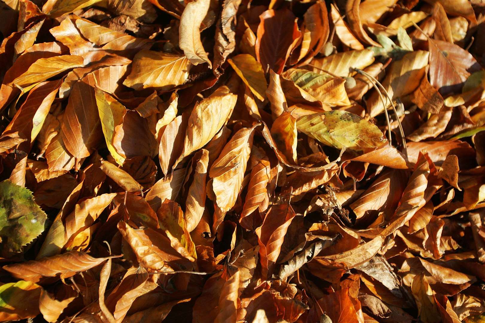 As the temperature starts to drop in autumn, households turn on their central heating which could prompt a flea infestation. Picture: Richard Marsham