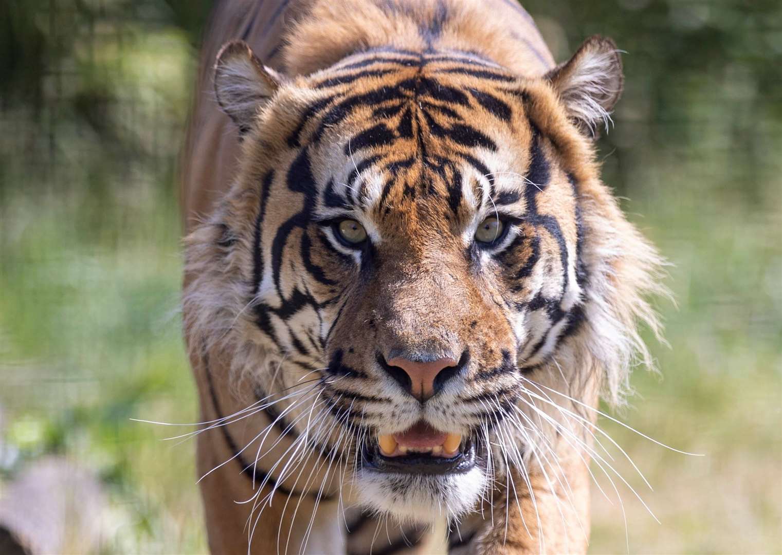 Achilles, Howletts’ male Sumatran tiger, will be the star of the show during Carnivore Week. Picture: Steve Reigate