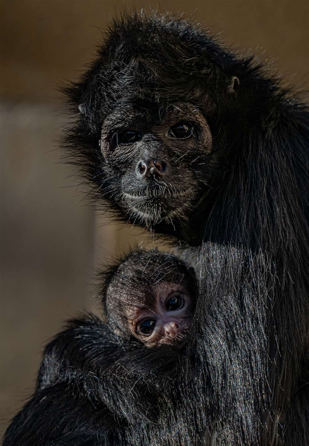 Baby spider monkey Olive with her mother Kiara (Chester Zoo/PA)