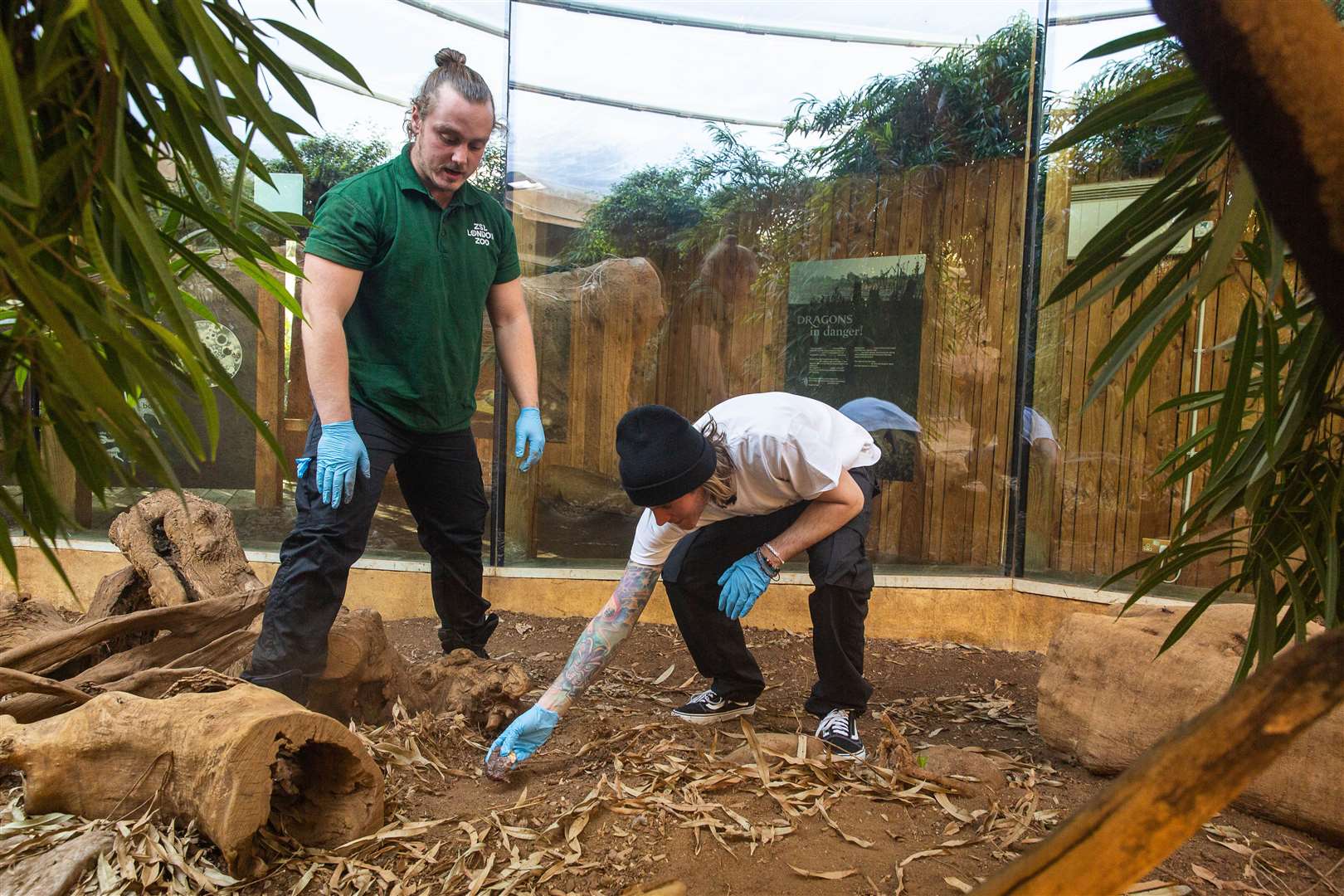 Dougie Poynter lays out meat for Ganas (ZSL London Zoo/PA)