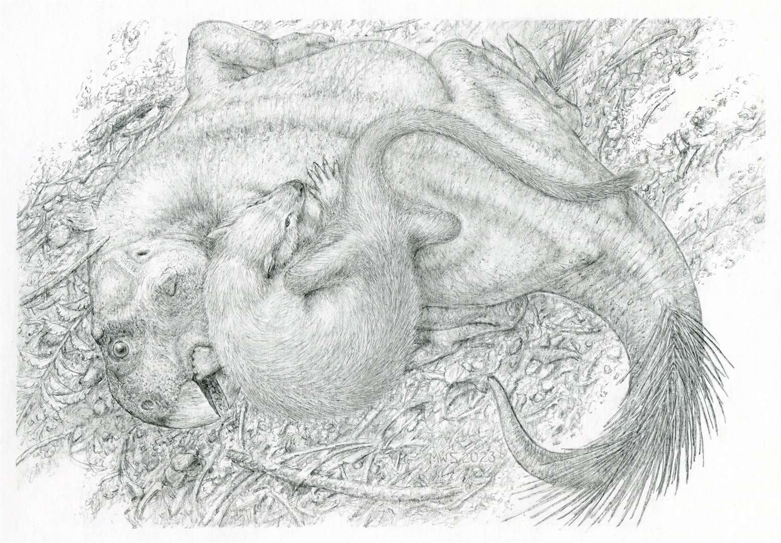 Pencil drawing showing Psittacosaurus being attacked by Repenomamus 125 million years ago (Michael Skrepnick/PA)