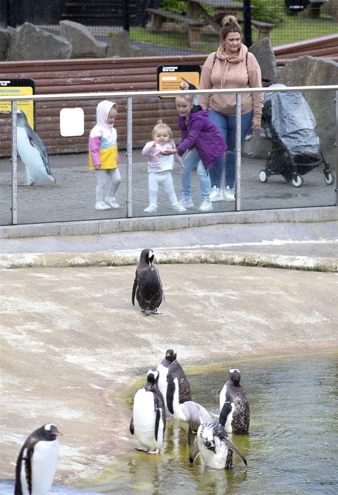 Edinburgh Zoo’s penguins are always popular with the public (Jane Barlow/PA)