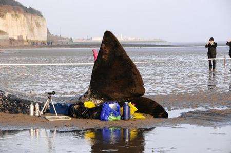 Whale washed up at Pegwell Bay