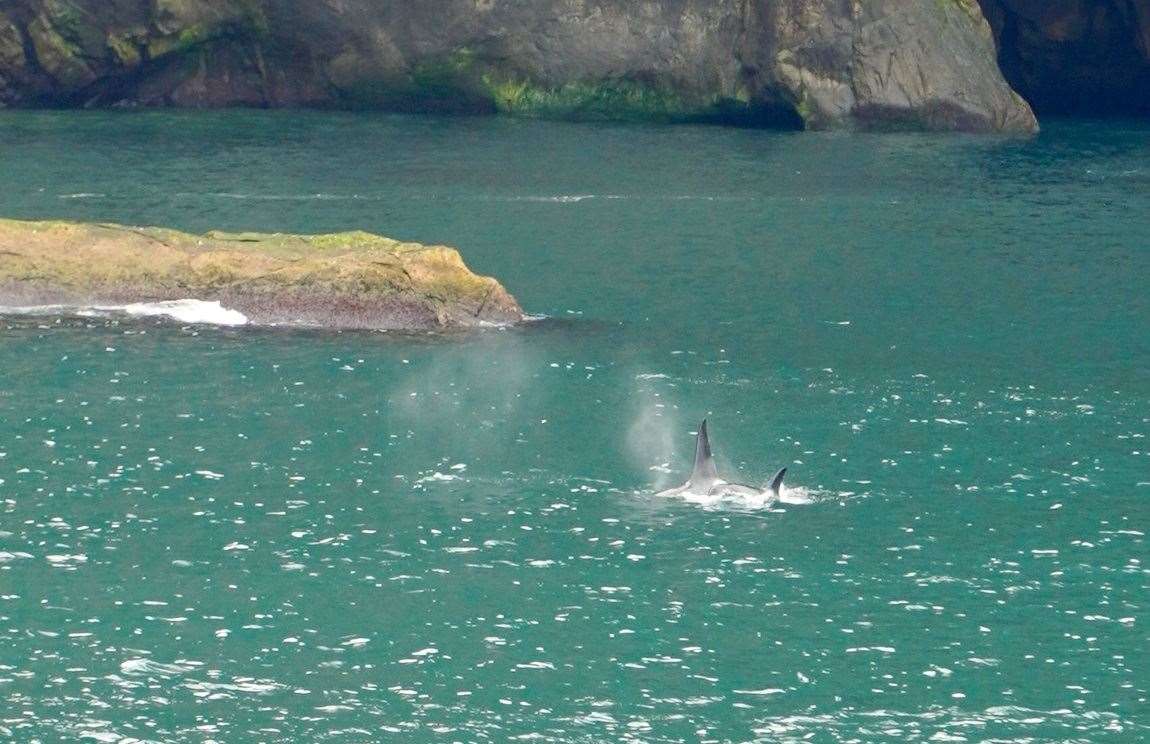 We finally saw some Orcas at our last stop in Iceland