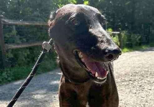 Ex-racing greyhound Elsie. Picture: Last Chance Animal Rescue