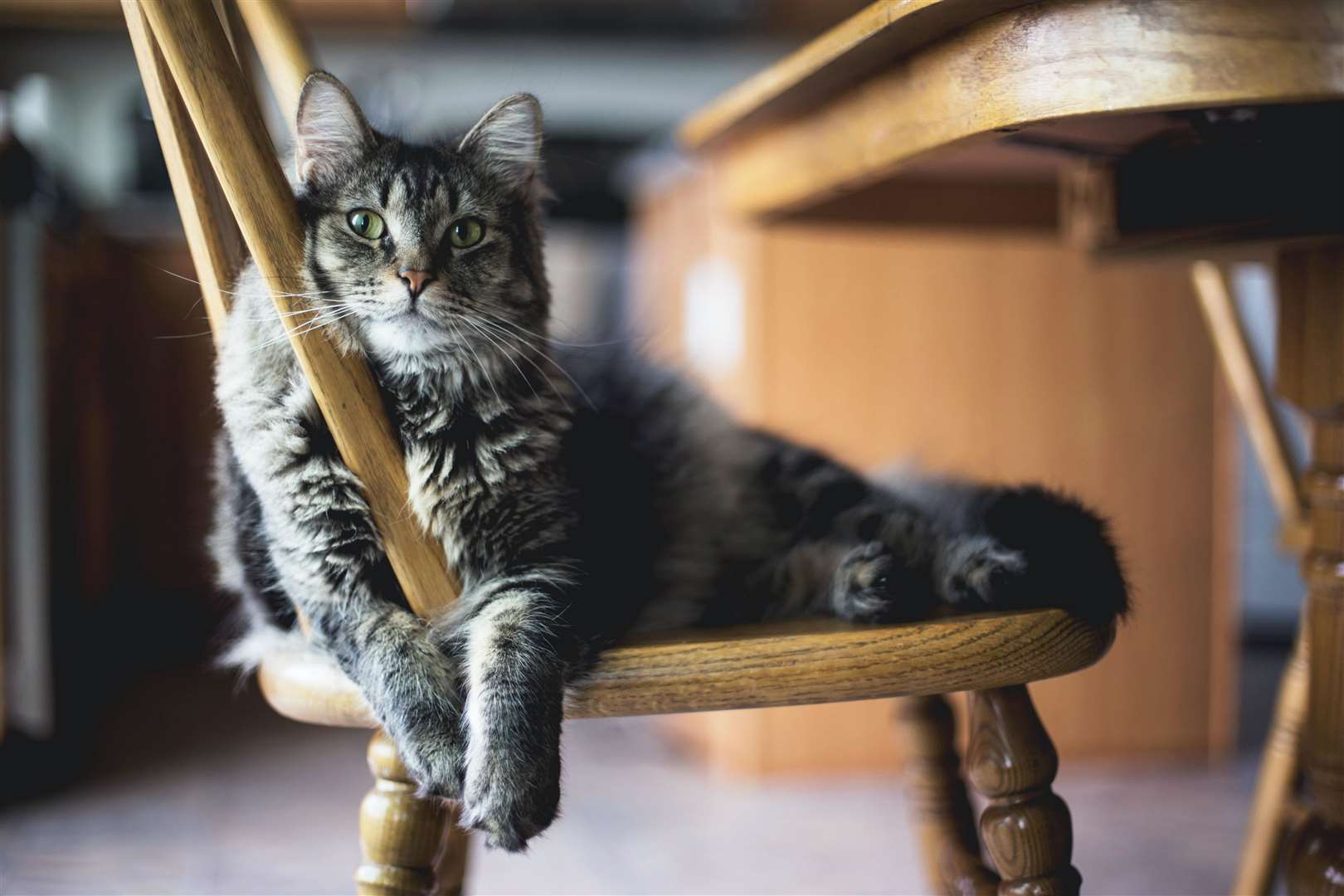 Cats will knead on soft surfaces like fluffy throws, or when getting cosy or on your lap when you are making a fuss over them. Picture: Kari Shea, unsplash