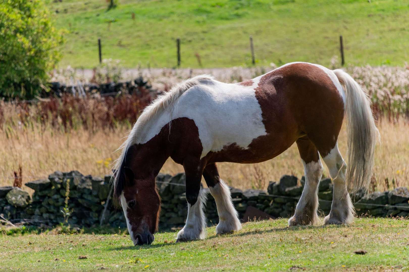 Former Dover Mayor Neil Rix sickened as man convicted of having sex with  his horse