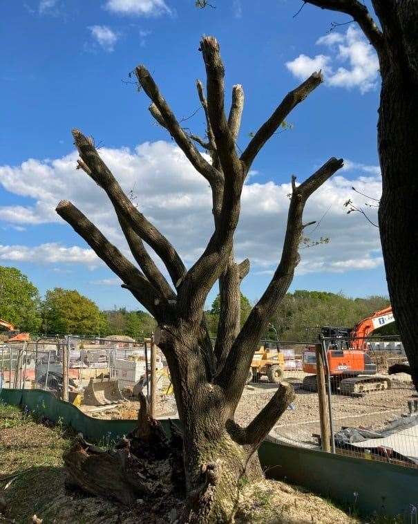 The oak tree near Redrow's Appledore Green development has been cut back. Picture: Vicki Bance