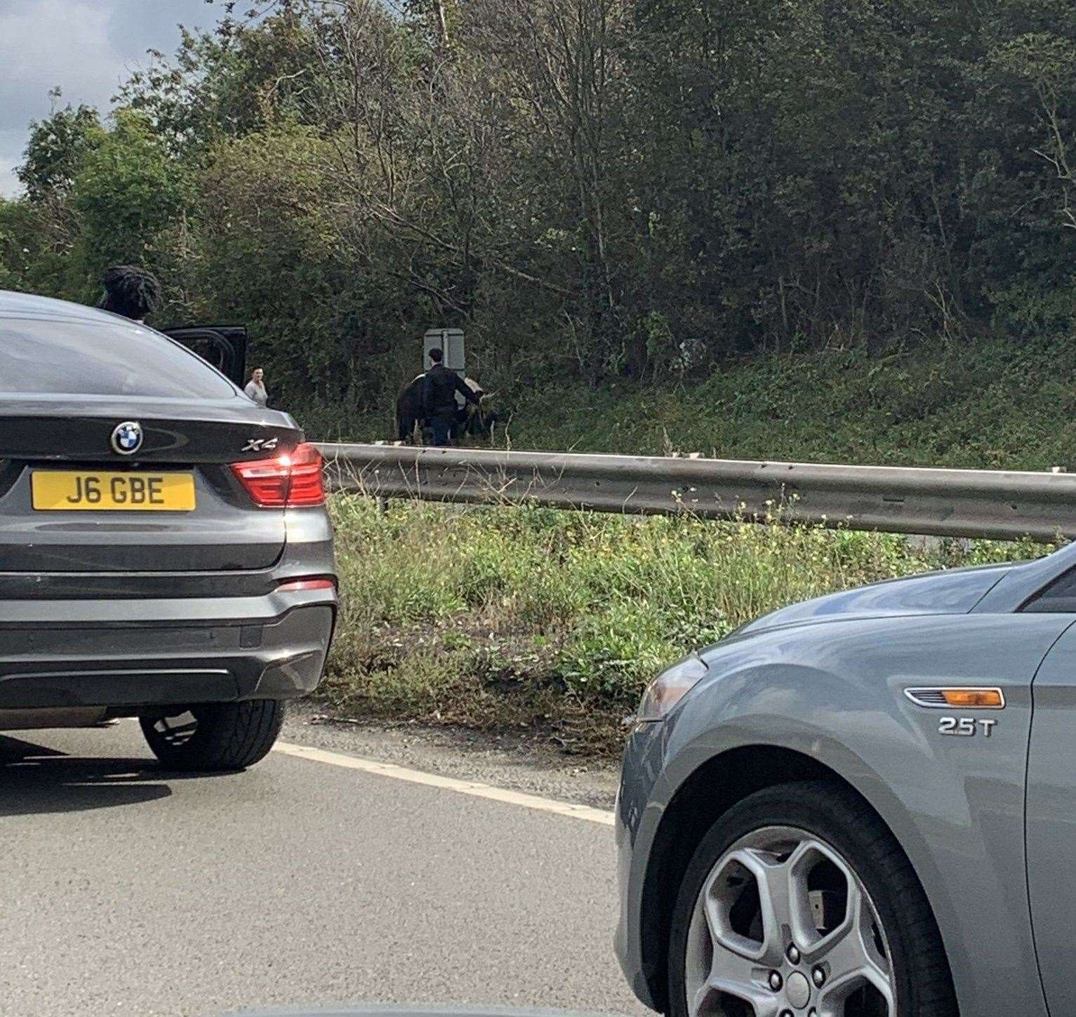 Traffic was brought to a halt by some horses on the loose on University Way, near Dartford. Photo: Debbie Whitchurch