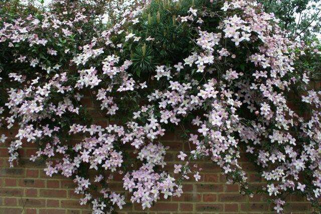 Beautiful clematis montana