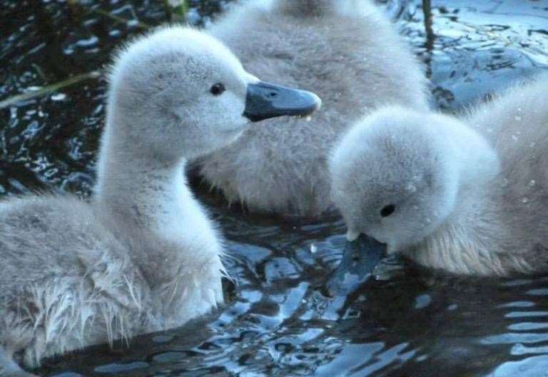 seven-baby-swans-born-at-capstone-country-park-in-chatham