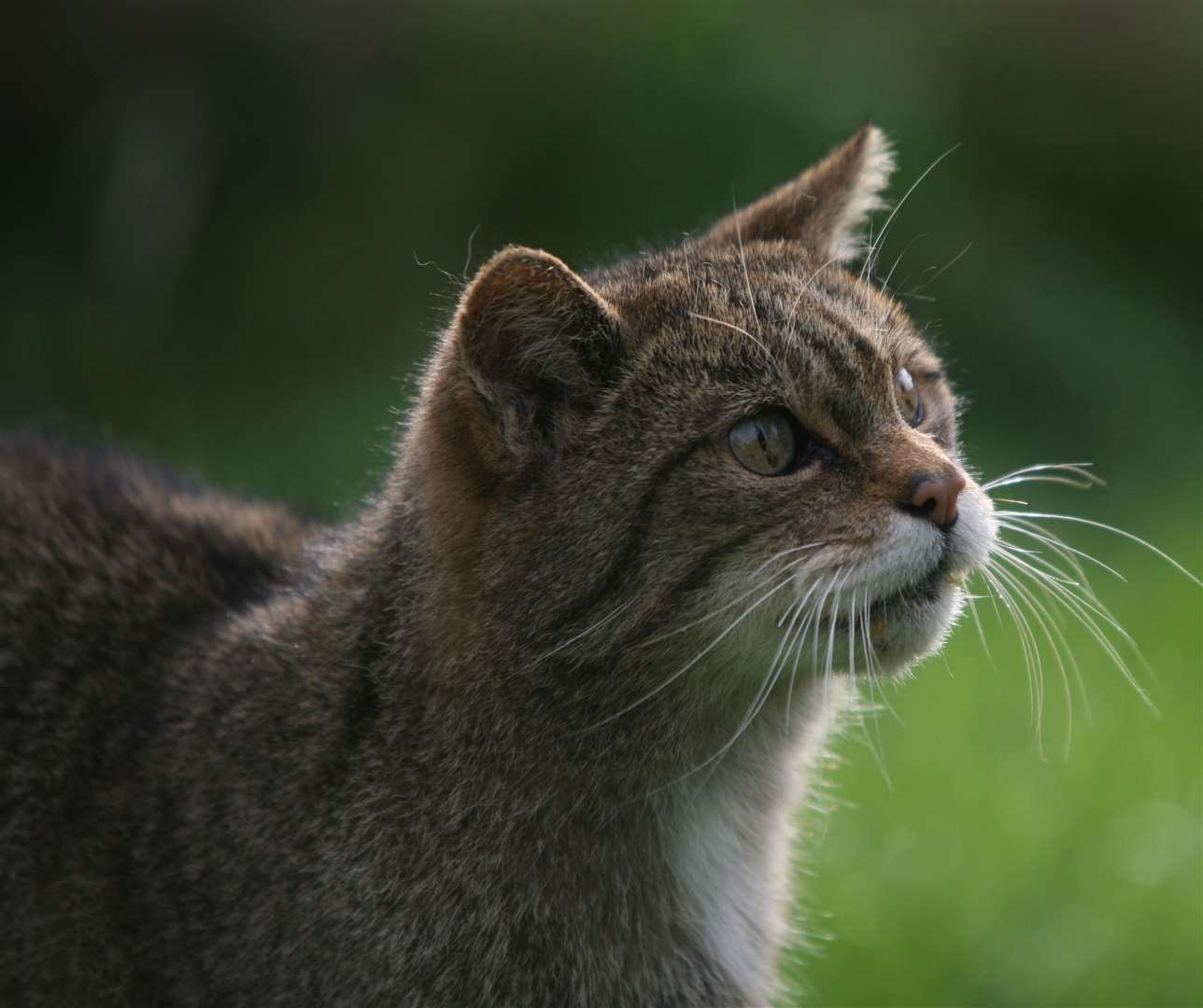 Wildcats are classed as critically endangered in the assessment (Martin Keene/PA)