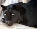 Black leopards were popular pets in the 1960s. Picture: NEIL ARNOLD/ KENT BIG CAT RESEARCH