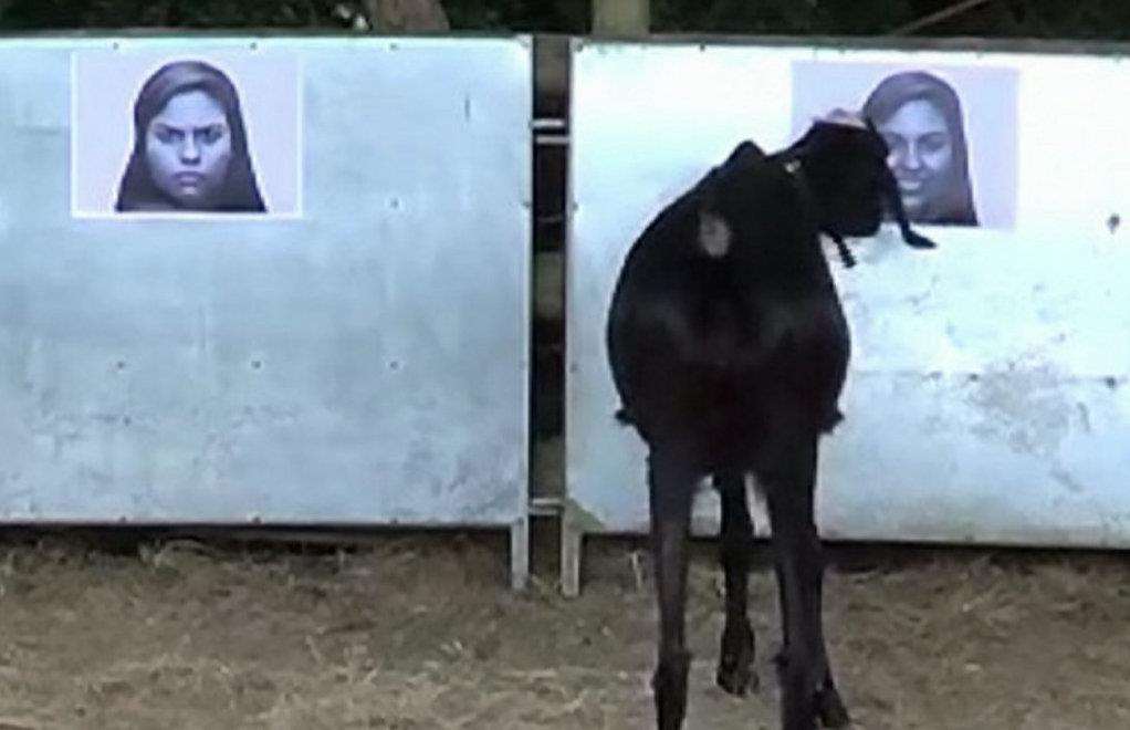 Bernard the goat being offered a smiling and angry face. Picture: SWNS