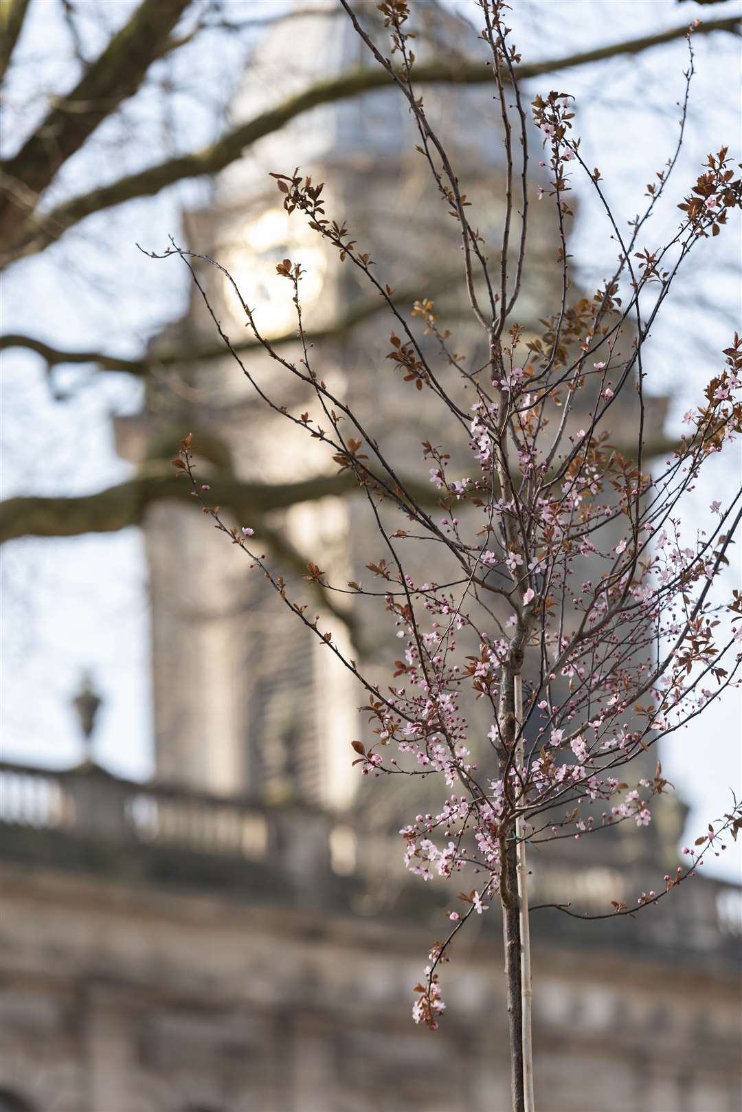 Pop-up blossom garden in Birmingham (Paul Harris/National Trust/PA)