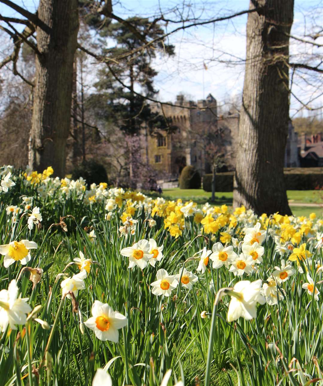 Daffodils at Hever Castle