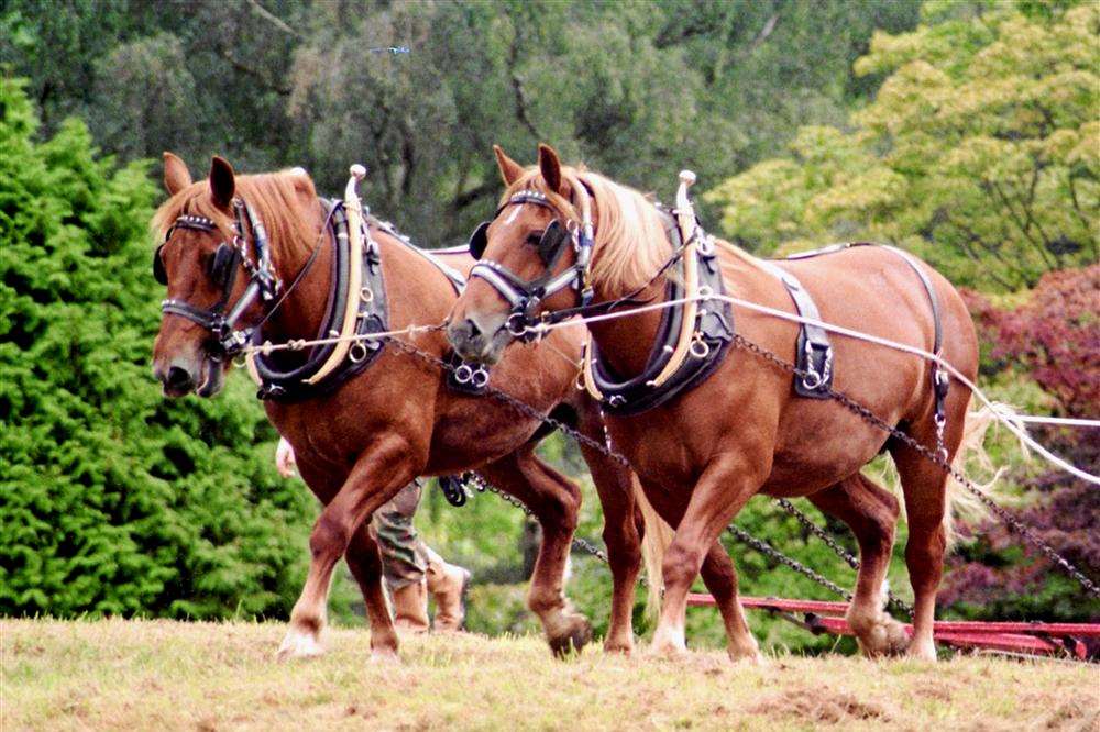 The heavy horses are under threat