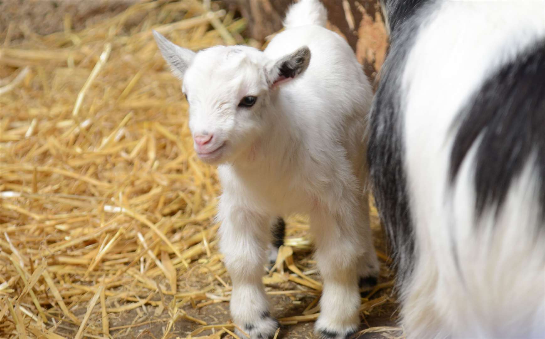 Goats are among the animals visitors can see Picture: Gary Browne