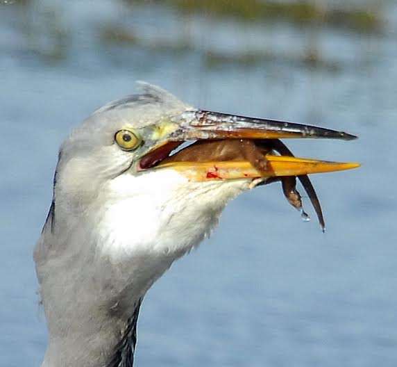 And it is eaten by the large bird. Picture: Jonathan Forgham