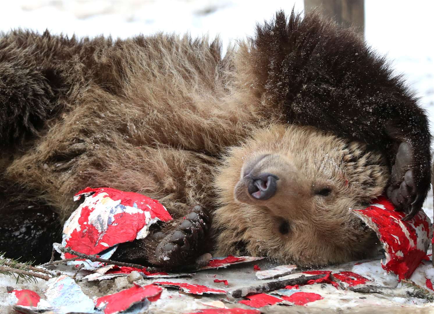 Mish investigates a heart-shaped pinata stuffed with treats (Gareth Fuller/PA)